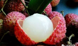 荔枝娱乐圈吃瓜爆料,荔枝吃瓜爆料，明星幕后故事大曝光